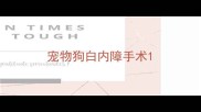 宠物狗白内障手术