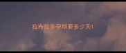 拉布拉多孕期要多少天