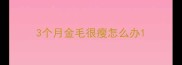 3个月金毛很瘦怎么办