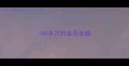 100多万的金毛金蟾