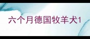 六个月德国牧羊犬