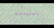 京巴和泰迪哪个好养