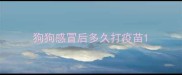 狗狗感冒后多久打疫苗