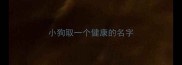 小狗取一个健康的名字
