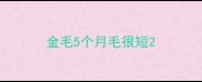 金毛5个月毛很短