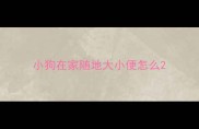 小狗在家随地大小便怎么