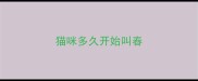 猫咪多久开始叫春