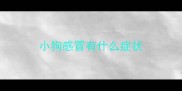 小狗感冒有什么症状