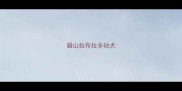 眉山拉布拉多幼犬