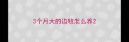 3个月大的边牧怎么养