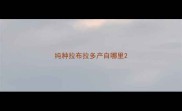 纯种拉布拉多产自哪里