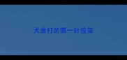 犬舍打的第一针疫苗