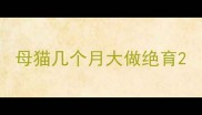 母猫几个月大做绝育