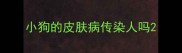 小狗的皮肤病传染人吗
