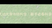 边境牧羊犬幼犬身体结构全新手必看科学养宠指南