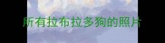 所有拉布拉多狗的照片