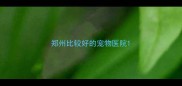 郑州比较好的宠物医院