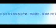 边牧拉布拉多混血犬的饲养全攻略品种特性健康养护与训练指南