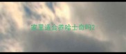 家里适合养哈士奇吗