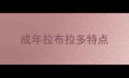 成年拉布拉多特点
