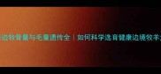 边牧骨量与毛量遗传全如何科学选育健康边境牧羊犬