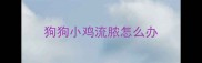 狗狗小鸡流脓怎么办