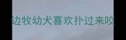 边牧幼犬喜欢扑过来咬