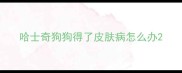 哈士奇狗狗得了皮肤病怎么办