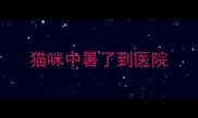 猫咪中暑了到医院