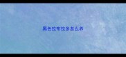 黑色拉布拉多怎么养