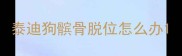 泰迪狗髌骨脱位怎么办