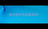 金毛幼犬可以剃毛吗