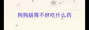 狗狗肠胃不好吃什么药