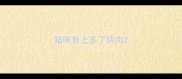 猫咪背上多了块肉