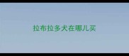 拉布拉多犬在哪儿买