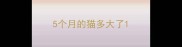 5个月的猫多大了