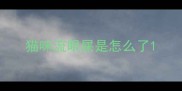 猫咪流眼屎是怎么了