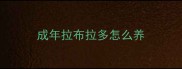 成年拉布拉多怎么养