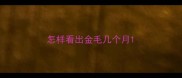 怎样看出金毛几个月