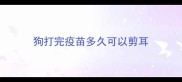 狗打完疫苗多久可以剪耳