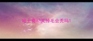 哈士奇幼犬掉毛会秃吗