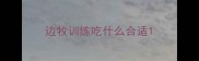 边牧训练吃什么合适