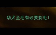 幼犬金毛有必要剃毛