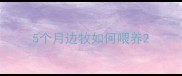 5个月边牧如何喂养