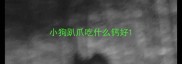 小狗趴爪吃什么钙好