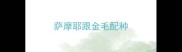 萨摩耶跟金毛配种