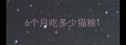 6个月吃多少猫粮