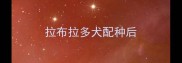 拉布拉多犬配种后