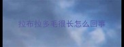 拉布拉多毛很长怎么回事
