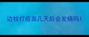 边牧打疫苗几天后会发烧吗